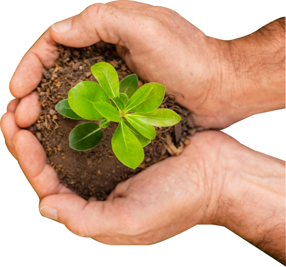 Mão segurando broto